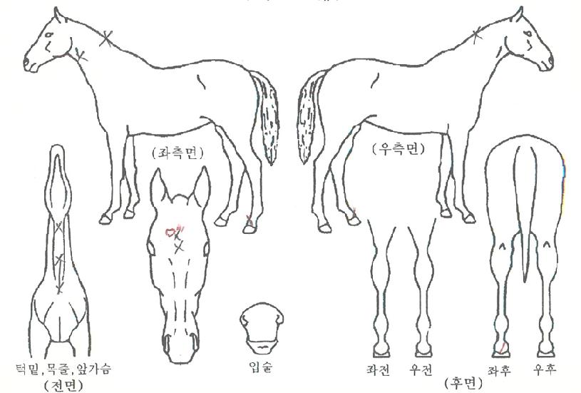 �帲ȣ���� ����,���,�޸�,�λ�,�ٸ��� Ư¡����