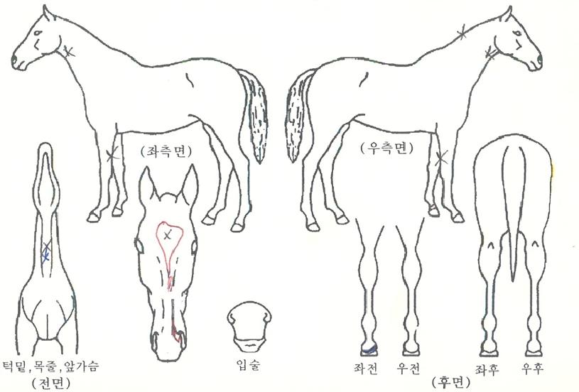 ¼ø°£ÀǹýÄ¢ÀÇ Ãø¸é,¿ì¸é,µÞ¸é,µÎ»ó,´Ù¸®ÀÇ Æ¯Â¡µµÇØ