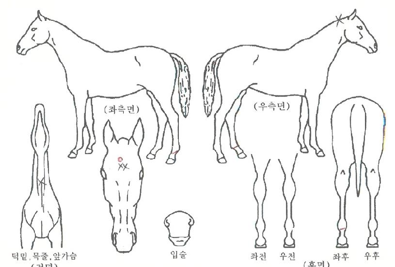 ���󸮿��� ����,���,�޸�,�λ�,�ٸ��� Ư¡����