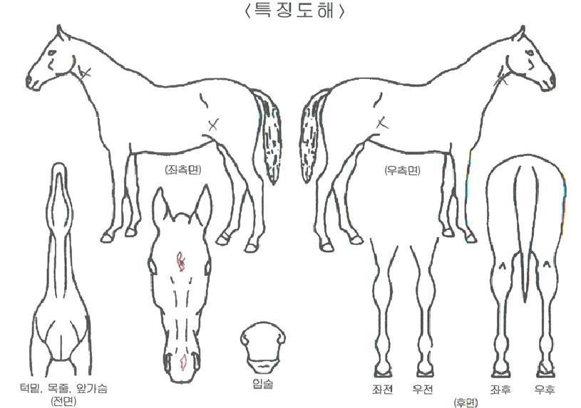 °¡À̵åÀÚ¸¶ÀÇ Ãø¸é,¿ì¸é,µÞ¸é,µÎ»ó,´Ù¸®ÀÇ Æ¯Â¡µµÇØ