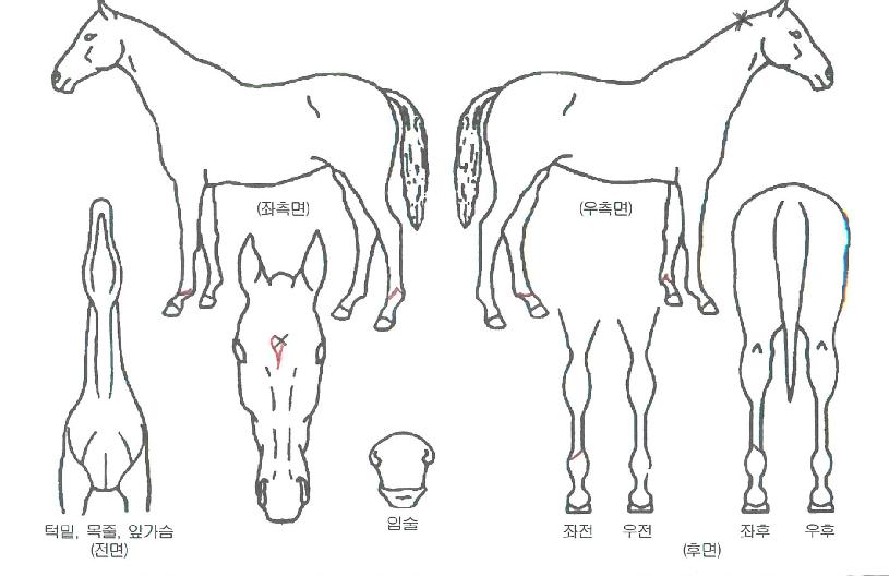 ƼÁîÅ·ÀÇ Ãø¸é,¿ì¸é,µÞ¸é,µÎ»ó,´Ù¸®ÀÇ Æ¯Â¡µµÇØ