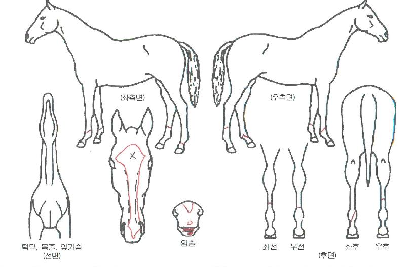 ·¹½ºÆ®¸®½ºÆÐÆ®¸®»þÀÚ¸¶ÀÇ Ãø¸é,¿ì¸é,µÞ¸é,µÎ»ó,´Ù¸®ÀÇ Æ¯Â¡µµÇØ