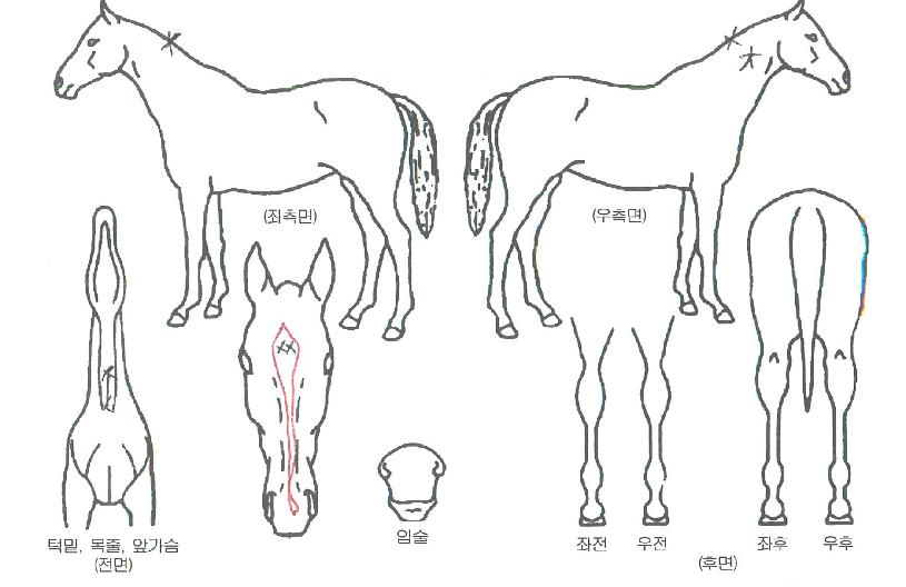 ���Ǽ����̼��� ����,���,�޸�,�λ�,�ٸ��� Ư¡����