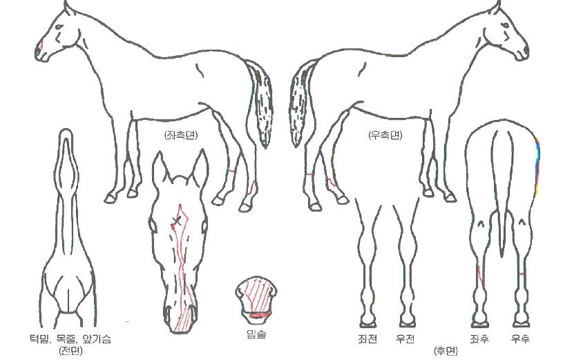 À¶Å¾ÀÇ Ãø¸é,¿ì¸é,µÞ¸é,µÎ»ó,´Ù¸®ÀÇ Æ¯Â¡µµÇØ