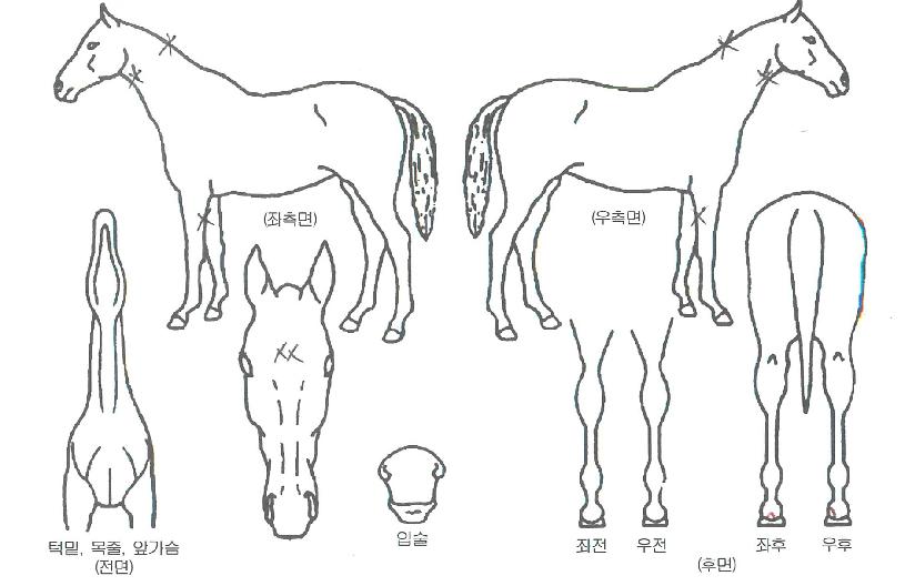 ���̼��� ����,���,�޸�,�λ�,�ٸ��� Ư¡����