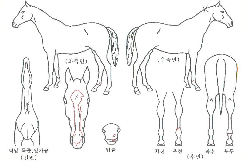 ¿µ¿õ¿©°ÉÀÇ Ãø¸é,¿ì¸é,µÞ¸é,µÎ»ó,´Ù¸®ÀÇ Æ¯Â¡µµÇØ