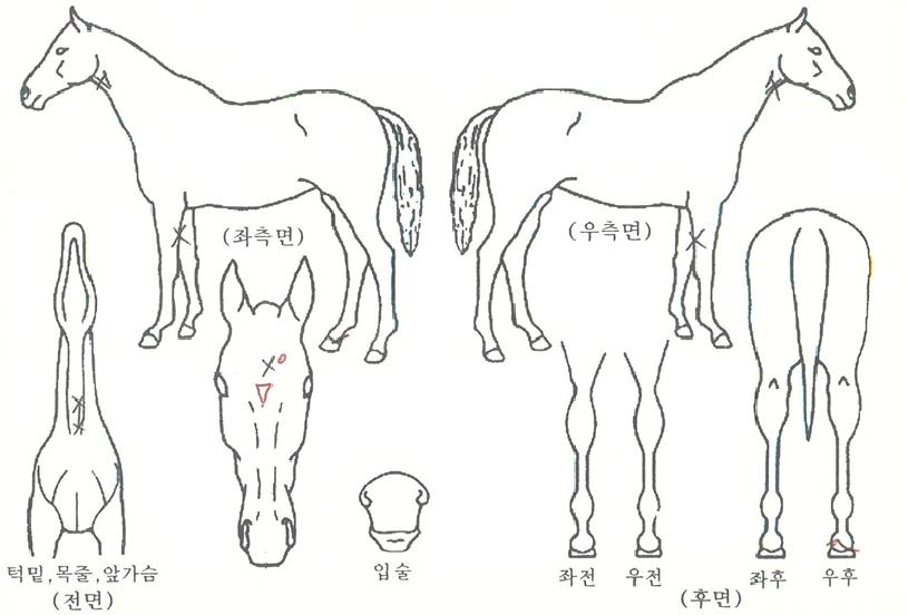 õ���� ����,���,�޸�,�λ�,�ٸ��� Ư¡����