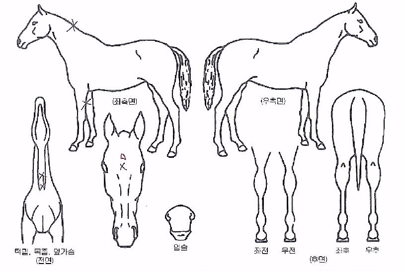 ¹Ù¿îµå¸í¿îÀÇ Ãø¸é,¿ì¸é,µÞ¸é,µÎ»ó,´Ù¸®ÀÇ Æ¯Â¡µµÇØ