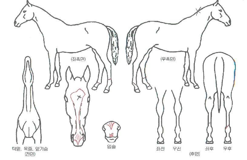 ½ÂÀüº¸ÀÇ Ãø¸é,¿ì¸é,µÞ¸é,µÎ»ó,´Ù¸®ÀÇ Æ¯Â¡µµÇØ