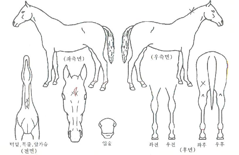 �ݾ������� ����,���,�޸�,�λ�,�ٸ��� Ư¡����