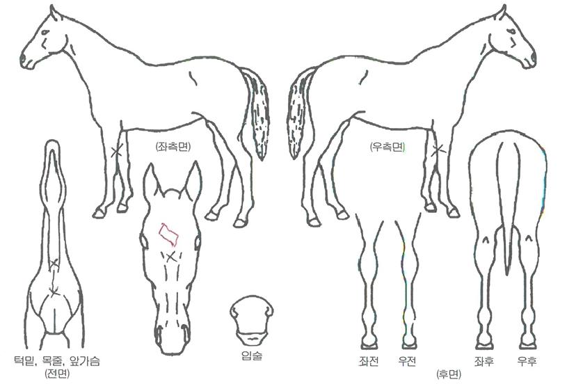 ¿ÍÀ̾î¹êµåÀÇ Ãø¸é,¿ì¸é,µÞ¸é,µÎ»ó,´Ù¸®ÀÇ Æ¯Â¡µµÇØ