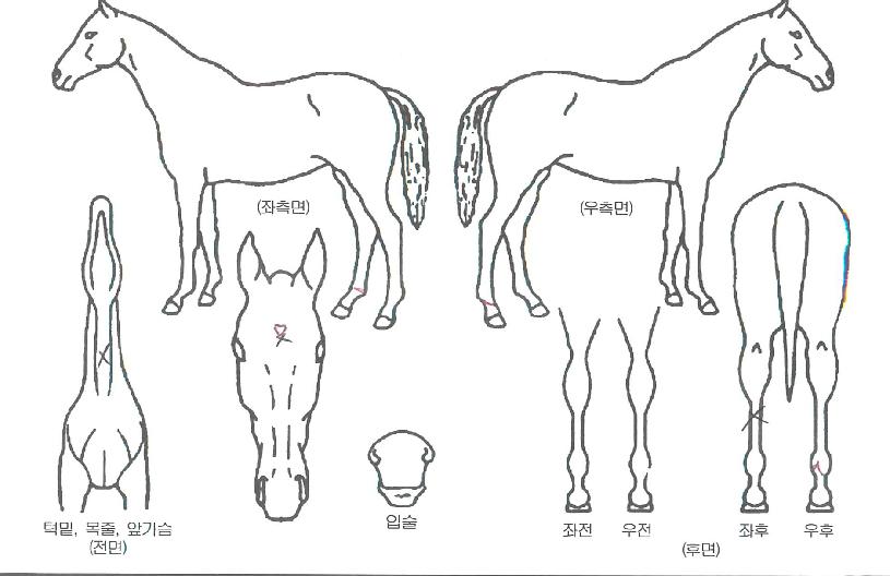 ȭ���Ѻ�ȭ�� ����,���,�޸�,�λ�,�ٸ��� Ư¡����