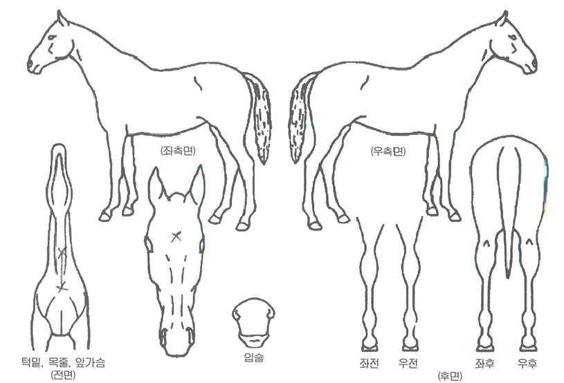 È·ÁÇÑ¿ë»çÀÇ Ãø¸é,¿ì¸é,µÞ¸é,µÎ»ó,´Ù¸®ÀÇ Æ¯Â¡µµÇØ