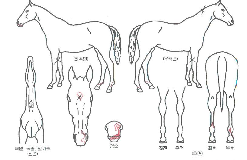 ��õ������ ����,���,�޸�,�λ�,�ٸ��� Ư¡����