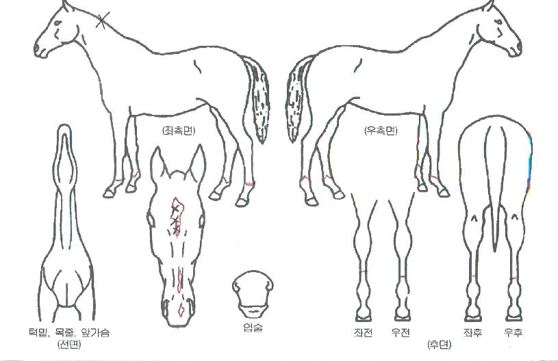 ¸¶ÀÌŰ³ªºí·¯ÇÁÀÚ¸¶ÀÇ Ãø¸é,¿ì¸é,µÞ¸é,µÎ»ó,´Ù¸®ÀÇ Æ¯Â¡µµÇØ