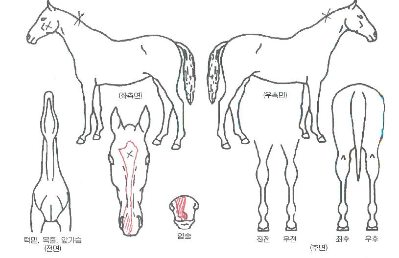 ����Ʈ�޸��� ����,���,�޸�,�λ�,�ٸ��� Ư¡����