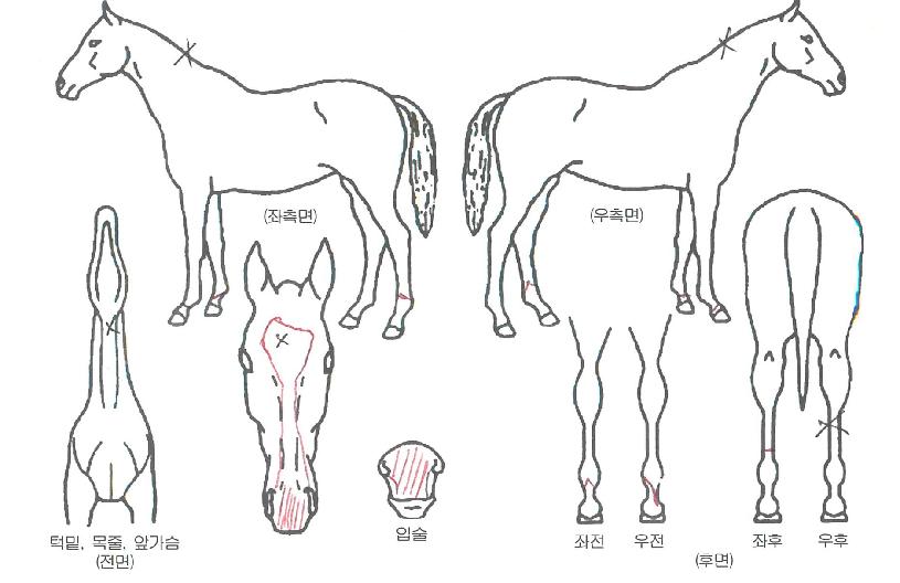 ´õºí½ºÆ¿ÀÇ Ãø¸é,¿ì¸é,µÞ¸é,µÎ»ó,´Ù¸®ÀÇ Æ¯Â¡µµÇØ