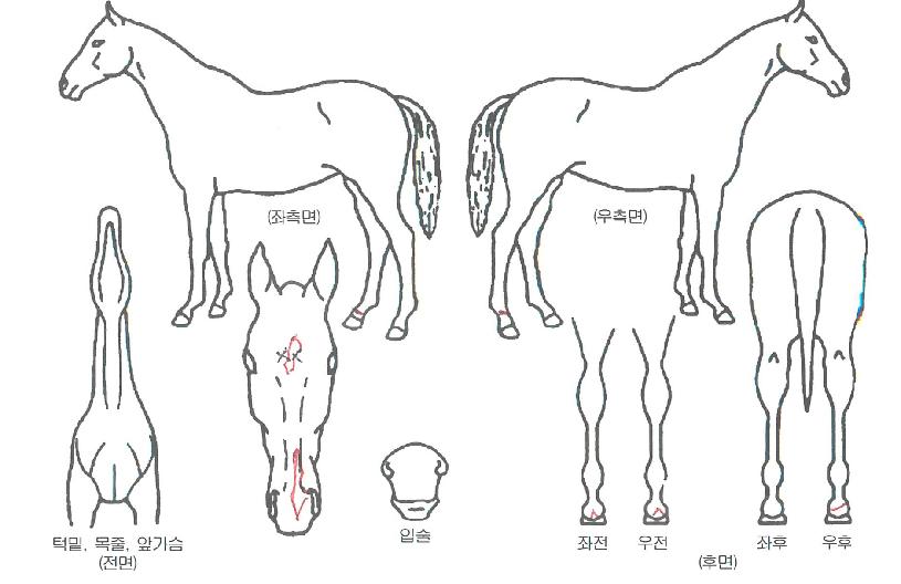 ������ ����,���,�޸�,�λ�,�ٸ��� Ư¡����