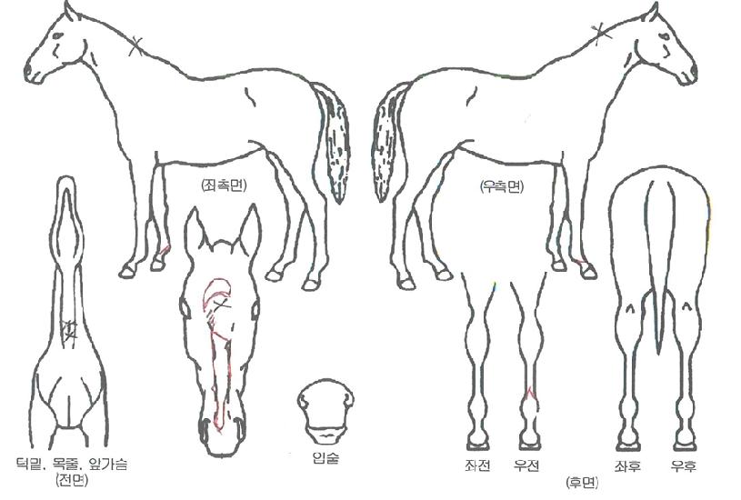 ��Ʈ�ڽ��� ����,���,�޸�,�λ�,�ٸ��� Ư¡����