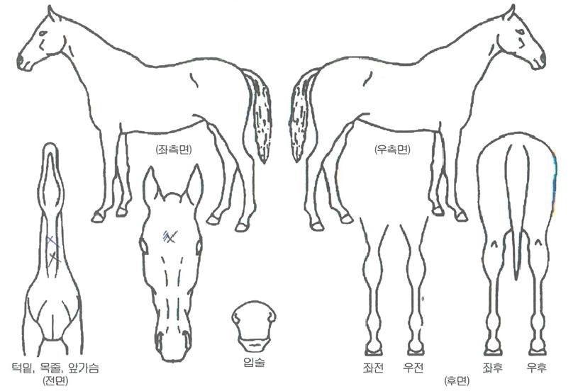 Ŭ¸°¾÷ÈÖ½½ÀÇ Ãø¸é,¿ì¸é,µÞ¸é,µÎ»ó,´Ù¸®ÀÇ Æ¯Â¡µµÇØ