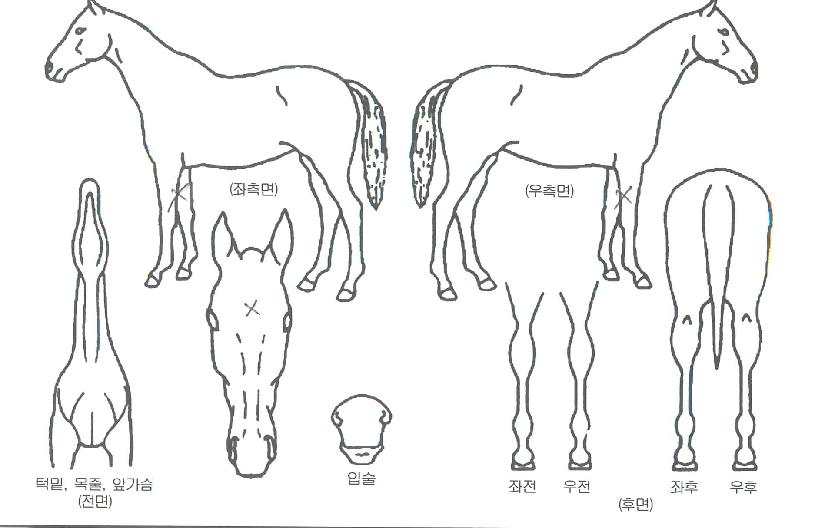 ���ӿ����� ����,���,�޸�,�λ�,�ٸ��� Ư¡����