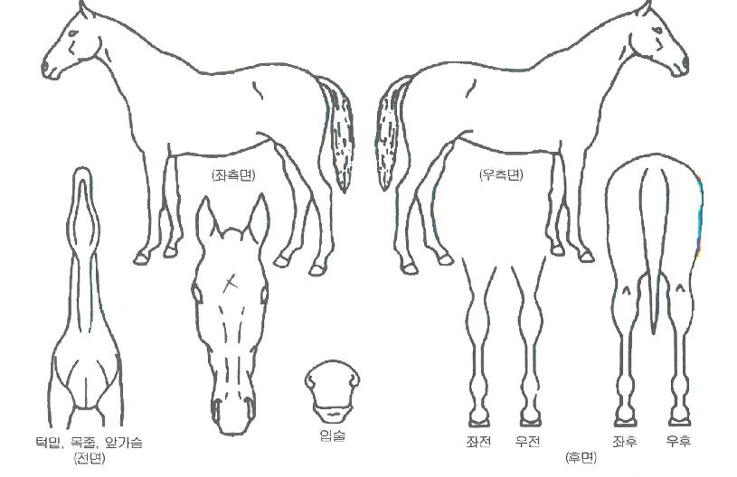 õ���ڶ��� ����,���,�޸�,�λ�,�ٸ��� Ư¡����