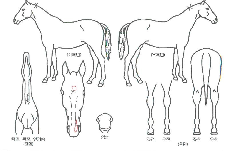 �˷������� ����,���,�޸�,�λ�,�ٸ��� Ư¡����