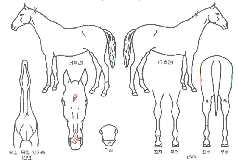 µ¨¶ó°í¸¶¿îƾÀÇ Ãø¸é,¿ì¸é,µÞ¸é,µÎ»ó,´Ù¸®ÀÇ Æ¯Â¡µµÇØ