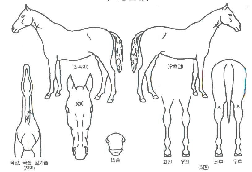 ����Ű�ڸ��� ����,���,�޸�,�λ�,�ٸ��� Ư¡����