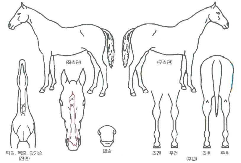 ������ȣ�� ����,���,�޸�,�λ�,�ٸ��� Ư¡����