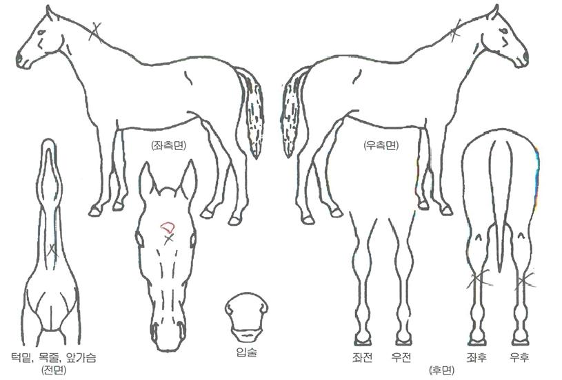 ��׽�ī���� ����,���,�޸�,�λ�,�ٸ��� Ư¡����