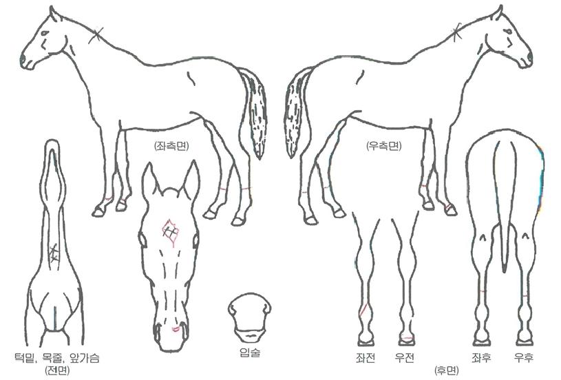 ī������ ����,���,�޸�,�λ�,�ٸ��� Ư¡����