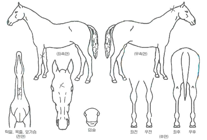 Ãâ¾ÖÀÇ Ãø¸é,¿ì¸é,µÞ¸é,µÎ»ó,´Ù¸®ÀÇ Æ¯Â¡µµÇØ