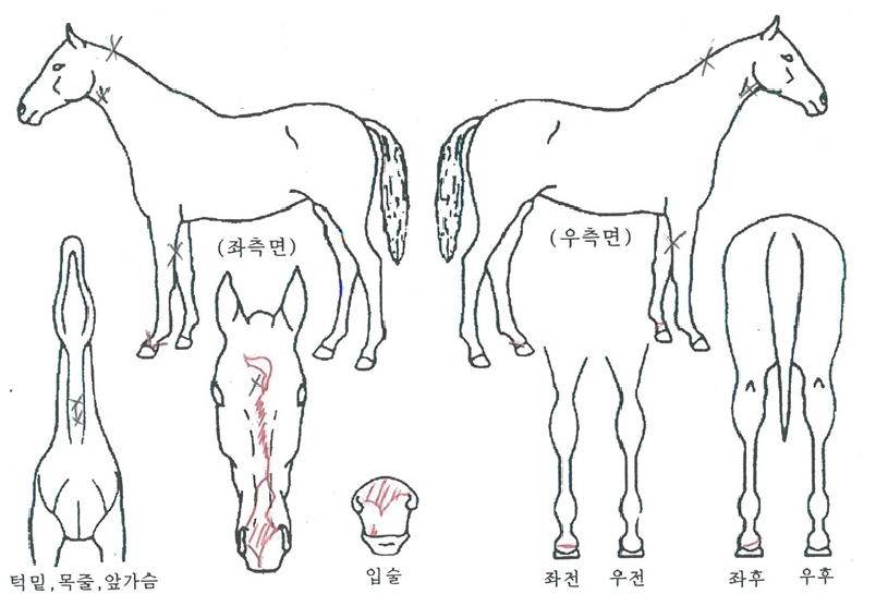 ¿¡¹öÀο¡¹öÀÇ Ãø¸é,¿ì¸é,µÞ¸é,µÎ»ó,´Ù¸®ÀÇ Æ¯Â¡µµÇØ