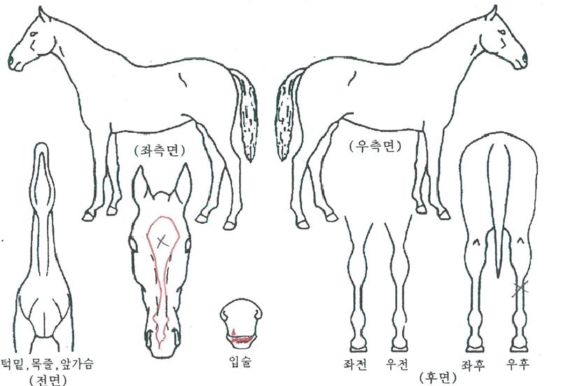 ´õºñ°ñµåÀÇ Ãø¸é,¿ì¸é,µÞ¸é,µÎ»ó,´Ù¸®ÀÇ Æ¯Â¡µµÇØ