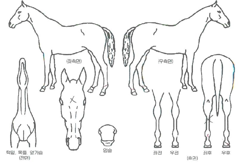 ºäƼǮÀÇ Ãø¸é,¿ì¸é,µÞ¸é,µÎ»ó,´Ù¸®ÀÇ Æ¯Â¡µµÇØ
