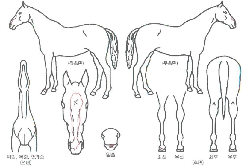 ���罺���� ����,���,�޸�,�λ�,�ٸ��� Ư¡����