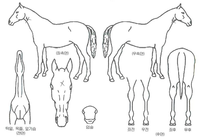 �������� ����,���,�޸�,�λ�,�ٸ��� Ư¡����