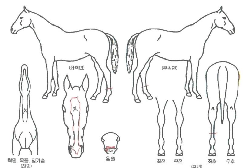 ´íµðÇ÷ÎÀÕÀÇ Ãø¸é,¿ì¸é,µÞ¸é,µÎ»ó,´Ù¸®ÀÇ Æ¯Â¡µµÇØ