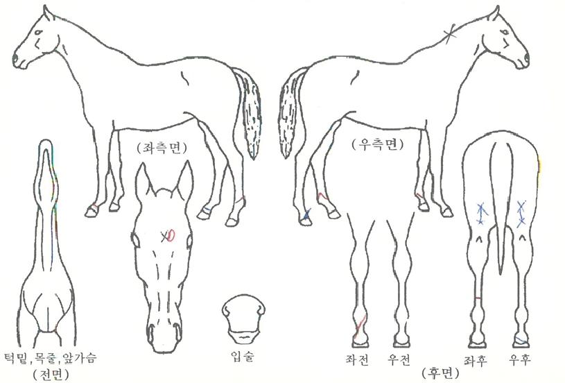³ë¸Ó½ÃÀÇ Ãø¸é,¿ì¸é,µÞ¸é,µÎ»ó,´Ù¸®ÀÇ Æ¯Â¡µµÇØ