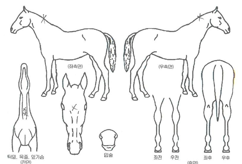 ���������� ����,���,�޸�,�λ�,�ٸ��� Ư¡����