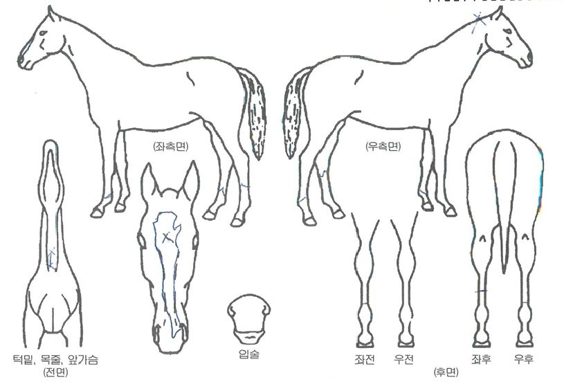 ÆÛÆåÆ®·ÎÁîÀÇ Ãø¸é,¿ì¸é,µÞ¸é,µÎ»ó,´Ù¸®ÀÇ Æ¯Â¡µµÇØ