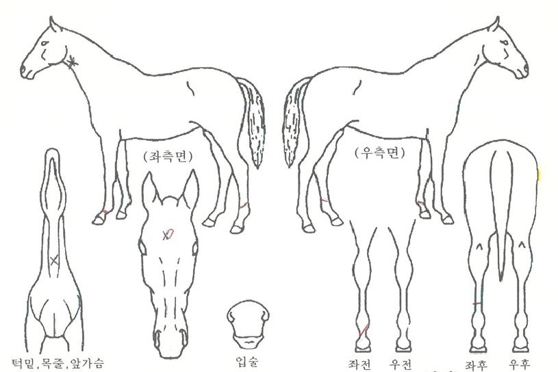 ±ÝºûÀü·ÉÀÇ Ãø¸é,¿ì¸é,µÞ¸é,µÎ»ó,´Ù¸®ÀÇ Æ¯Â¡µµÇØ