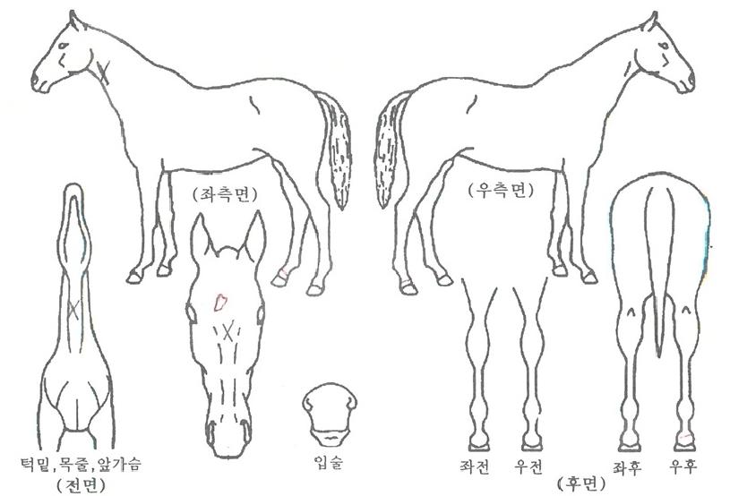 ¹Ì¸£ºñÀÇ Ãø¸é,¿ì¸é,µÞ¸é,µÎ»ó,´Ù¸®ÀÇ Æ¯Â¡µµÇØ