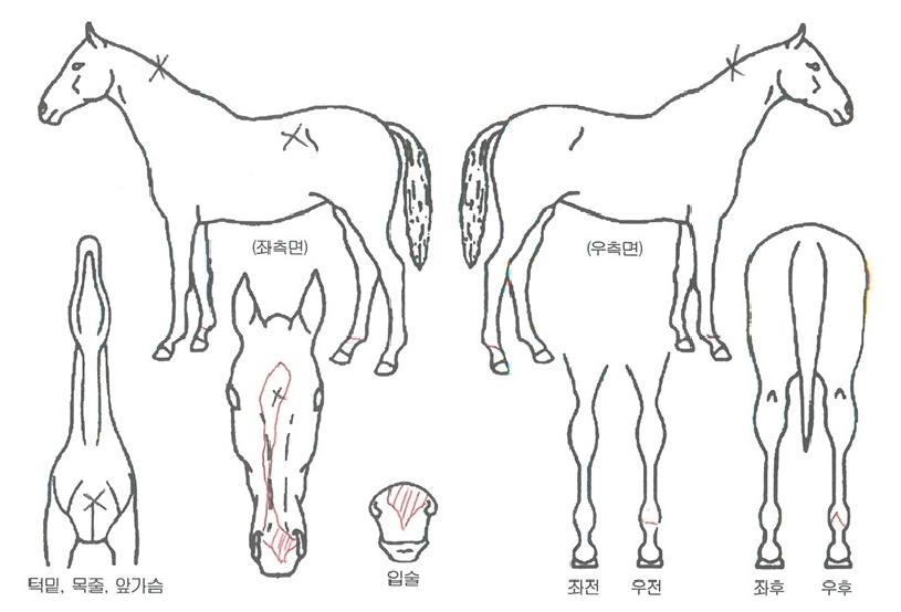 ȭ��ƮŸ���� ����,���,�޸�,�λ�,�ٸ��� Ư¡����