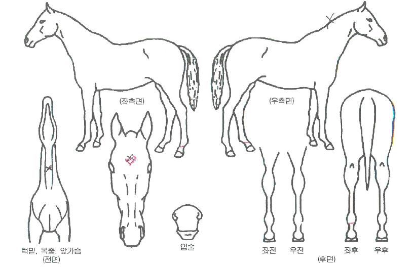 ±Ýºû¿äÁ¤ÀÚ¸¶ÀÇ Ãø¸é,¿ì¸é,µÞ¸é,µÎ»ó,´Ù¸®ÀÇ Æ¯Â¡µµÇØ