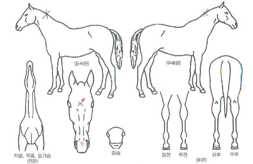 ´ëÂù¸¶»ýÀÇ Ãø¸é,¿ì¸é,µÞ¸é,µÎ»ó,´Ù¸®ÀÇ Æ¯Â¡µµÇØ