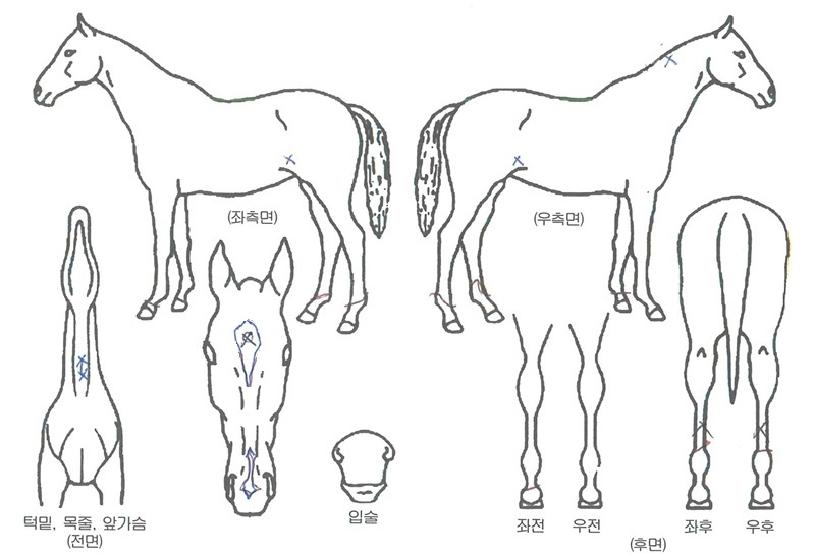 �����ǽ��� ����,���,�޸�,�λ�,�ٸ��� Ư¡����