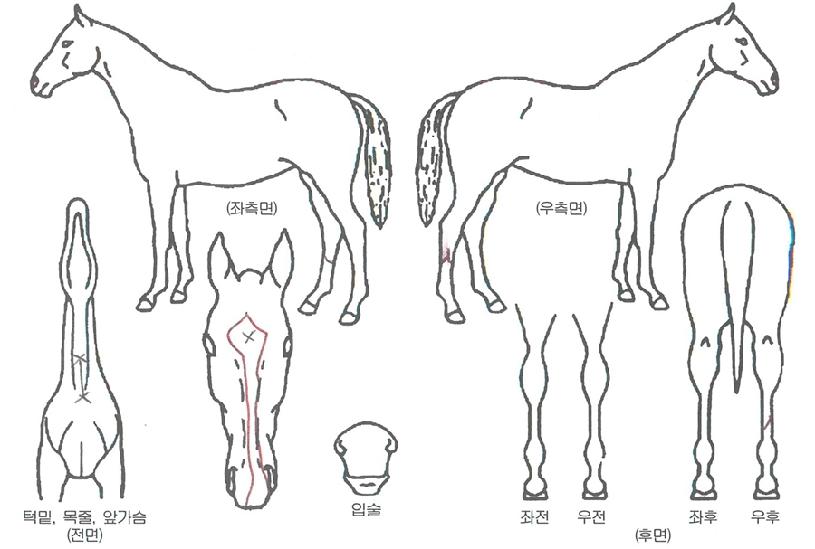 ºÀÈ»õº½ÀÇ Ãø¸é,¿ì¸é,µÞ¸é,µÎ»ó,´Ù¸®ÀÇ Æ¯Â¡µµÇØ