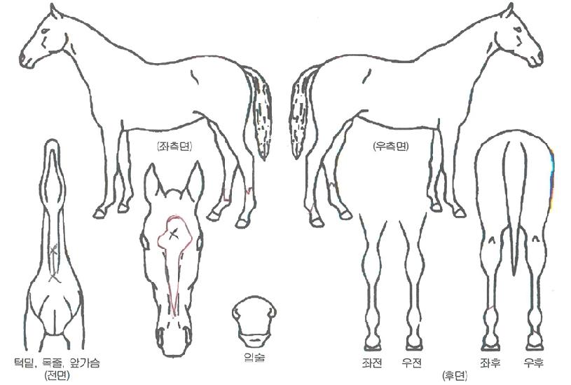 ½º¹ÙµôÆÄ¸®ÀÇ Ãø¸é,¿ì¸é,µÞ¸é,µÎ»ó,´Ù¸®ÀÇ Æ¯Â¡µµÇØ